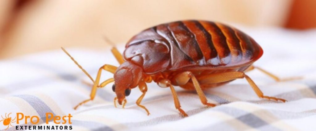 Professional Bed Bug Control Services