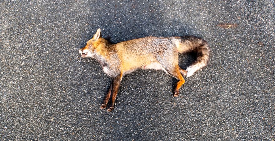 Dead Animal Removal